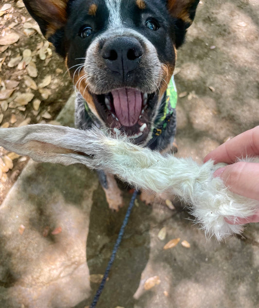 Rabbit Ear with Fur - Natural Digestive Aid & Dewormer