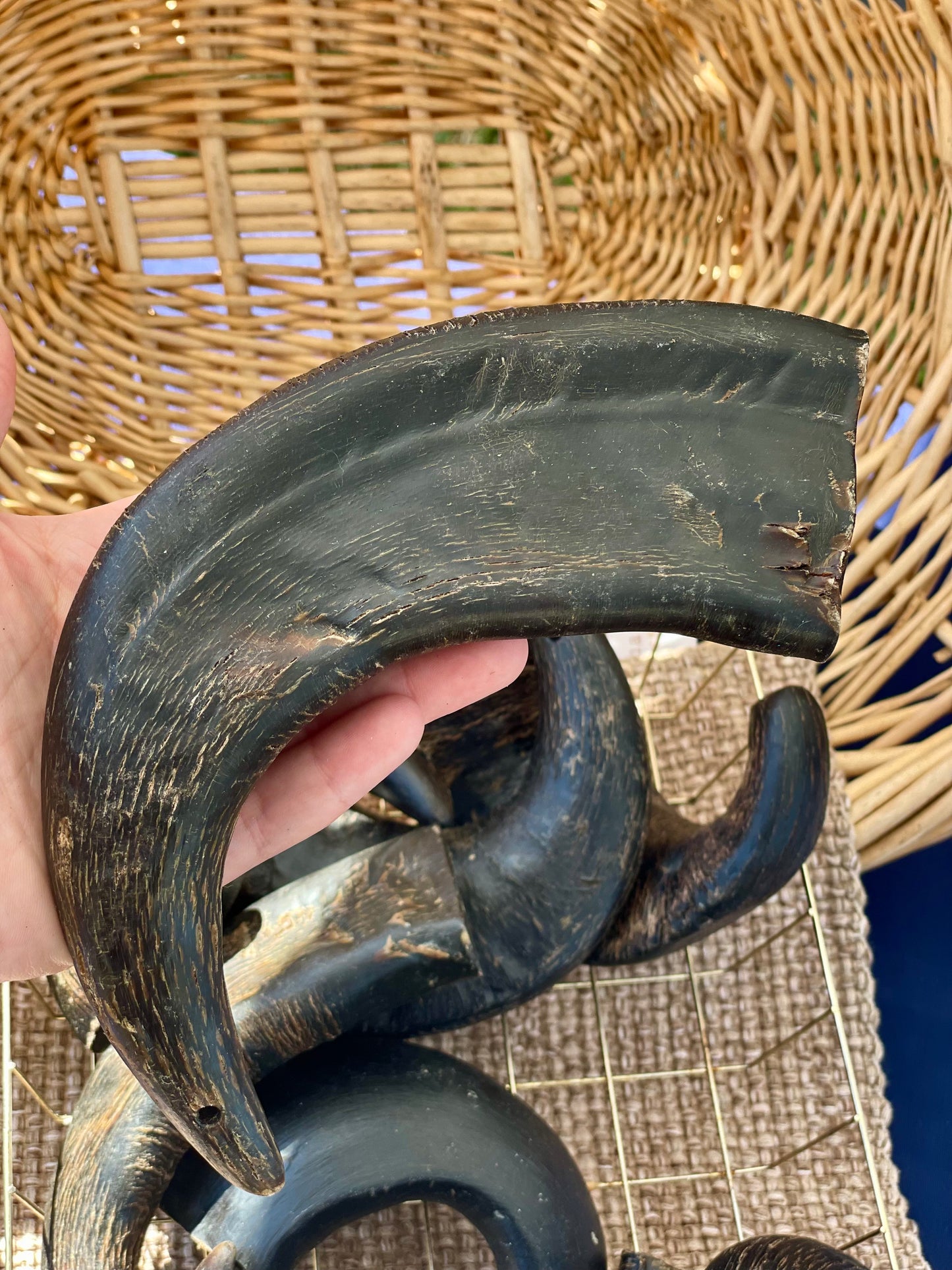 Large Water Buffalo Horn (Solid)