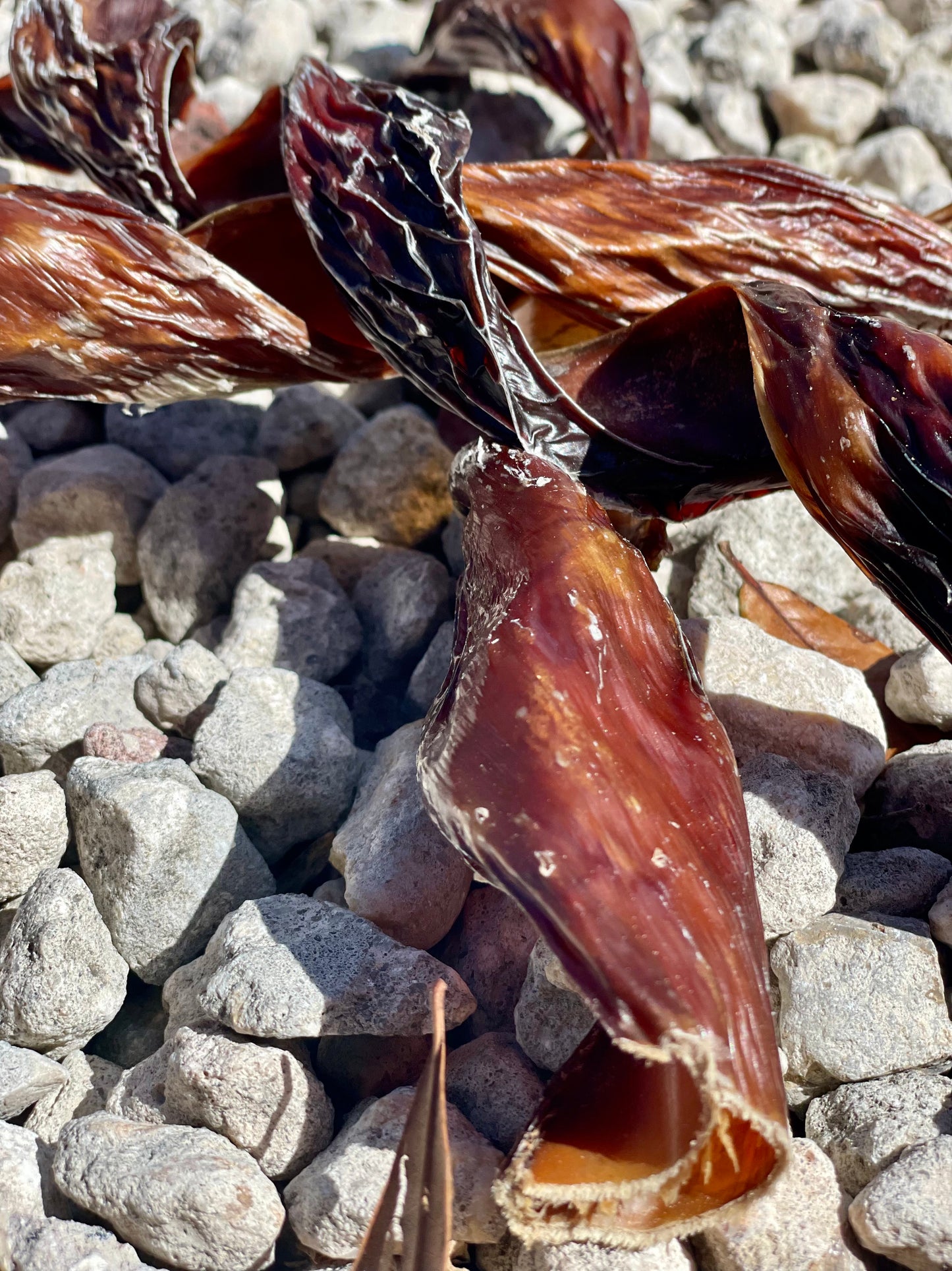 Beef spiral chew dog treat - all-natural jerky spring with no artificial ingredients