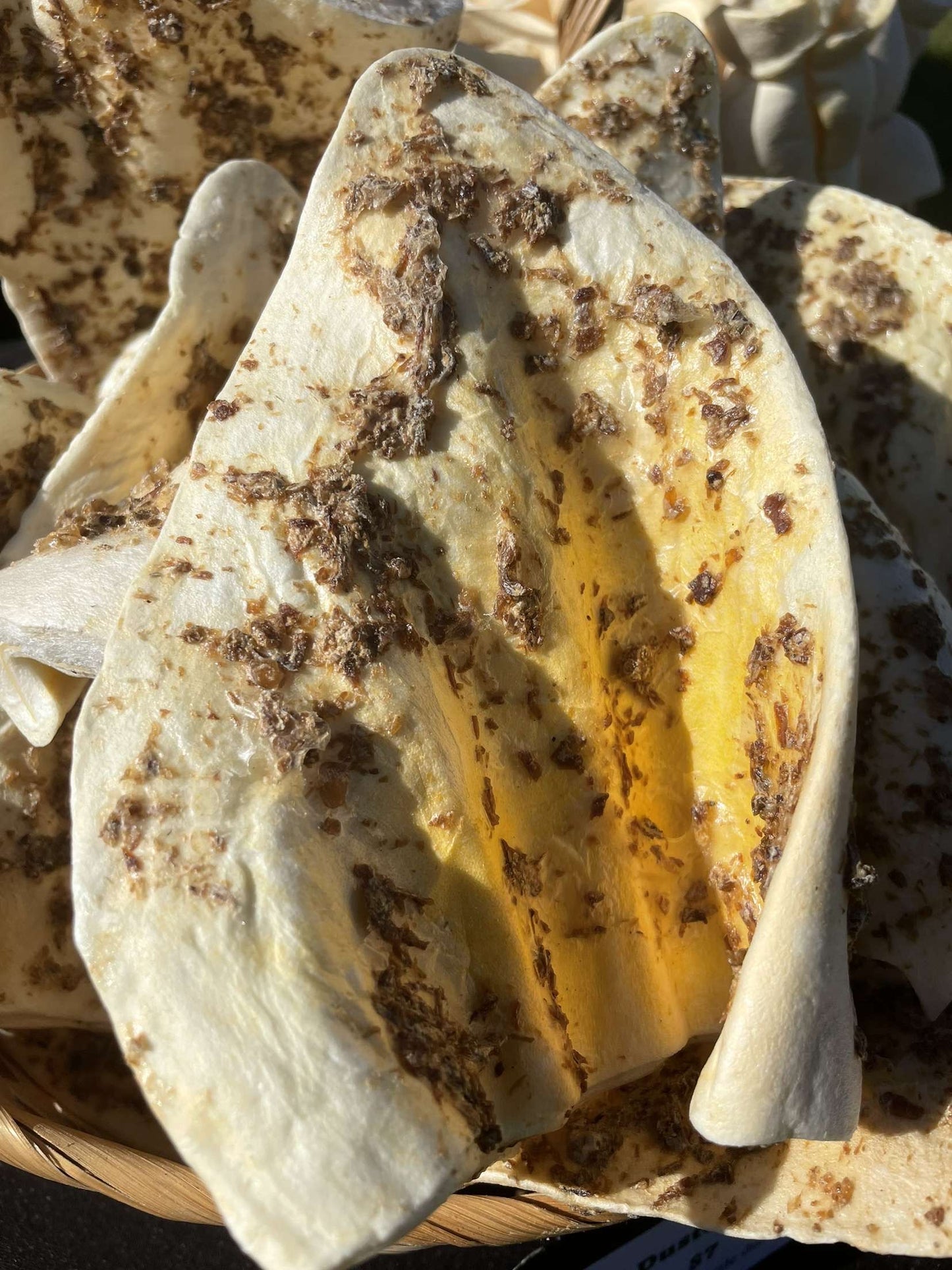 Bully Dusted Cow Ear