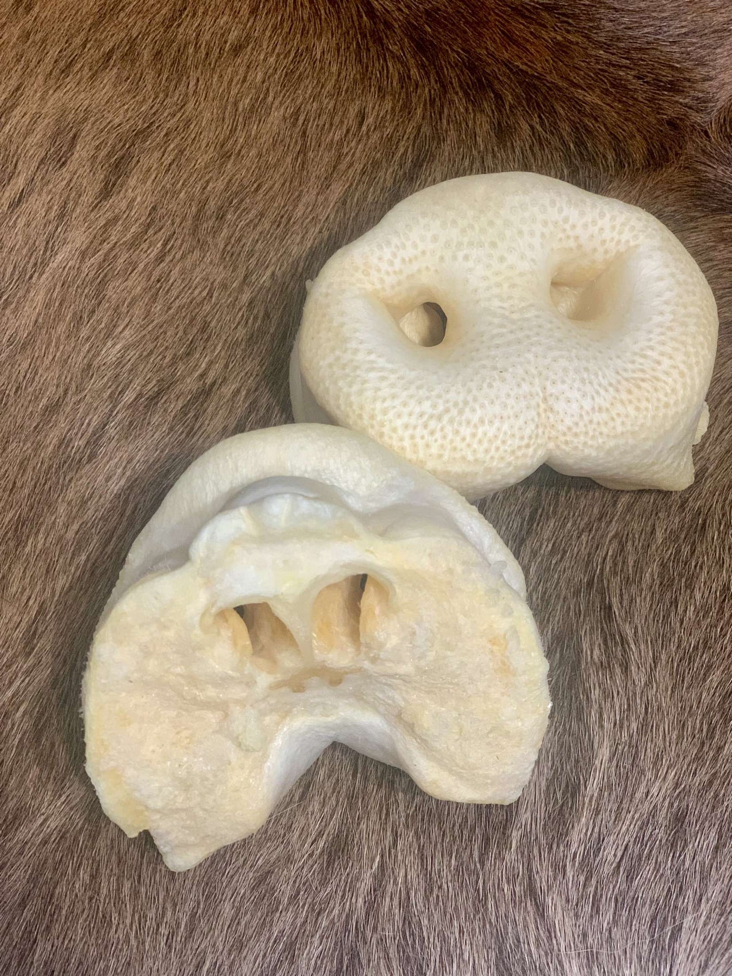 Premium pork snout chew for dogs - single-ingredient high-protein dental health treat