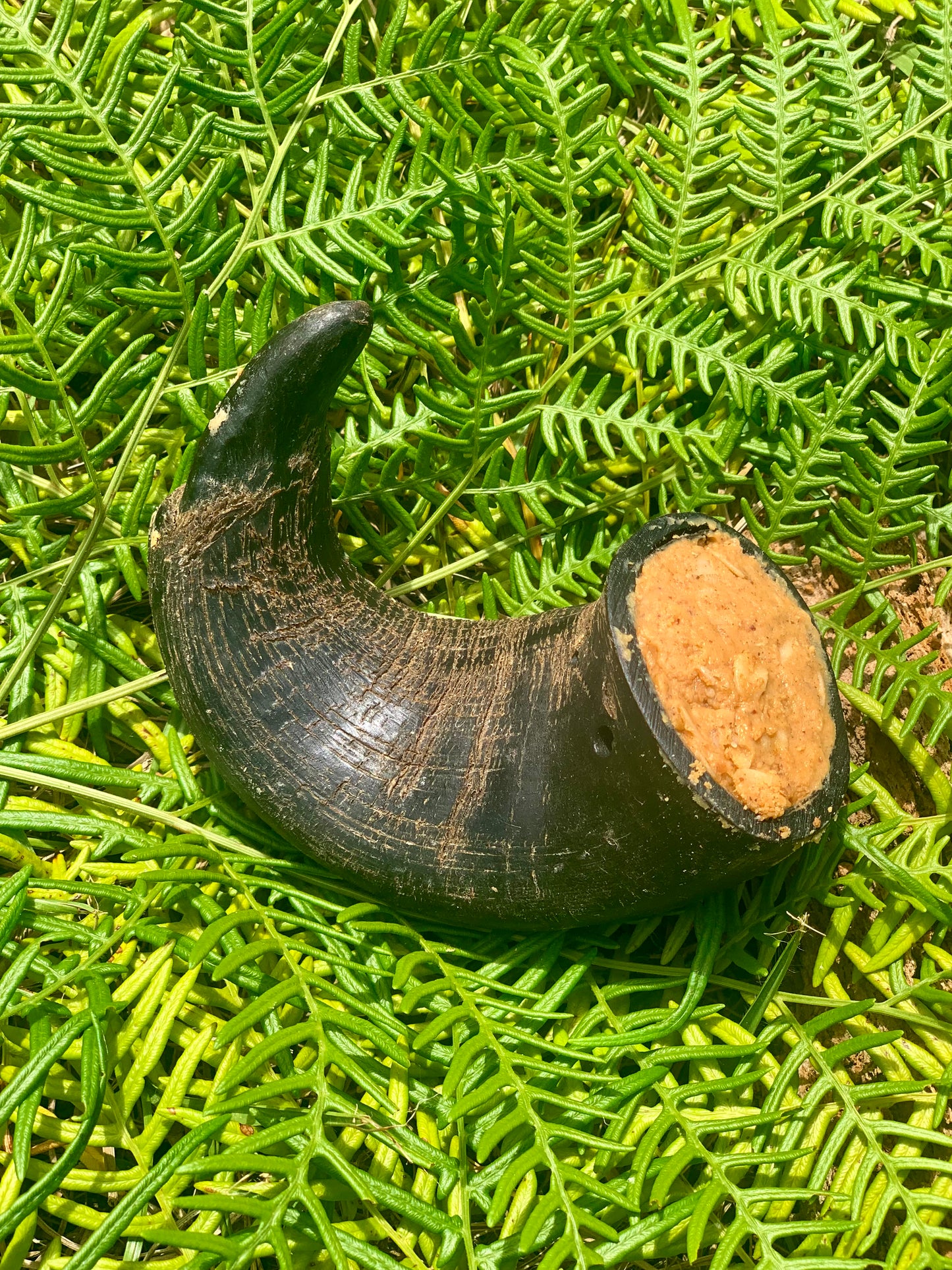 Stuffed Buffalo Horn Chew