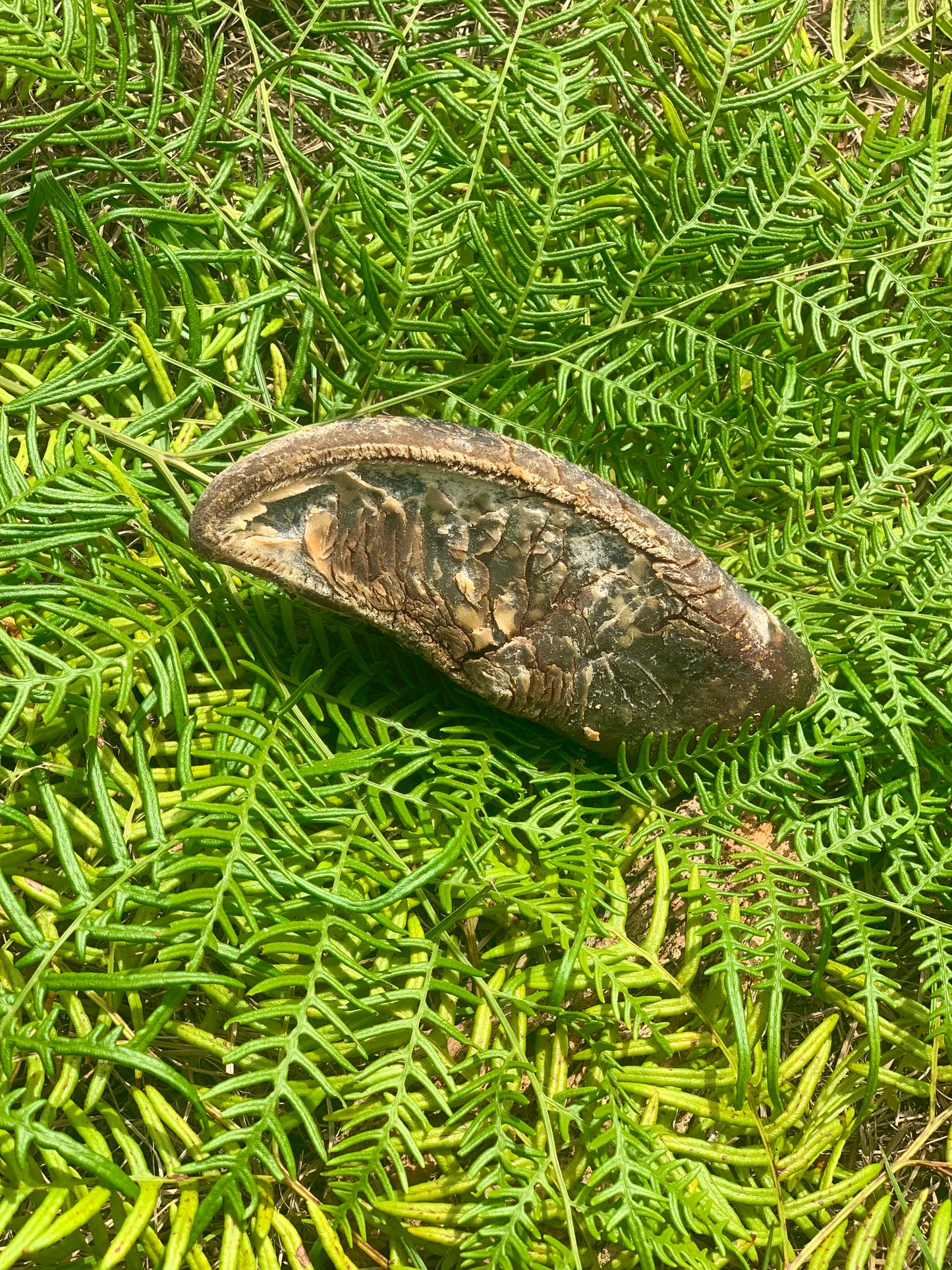 Cow hoof dog treat with peanut butter oat filling - healthy protein-rich chew for all dog sizes