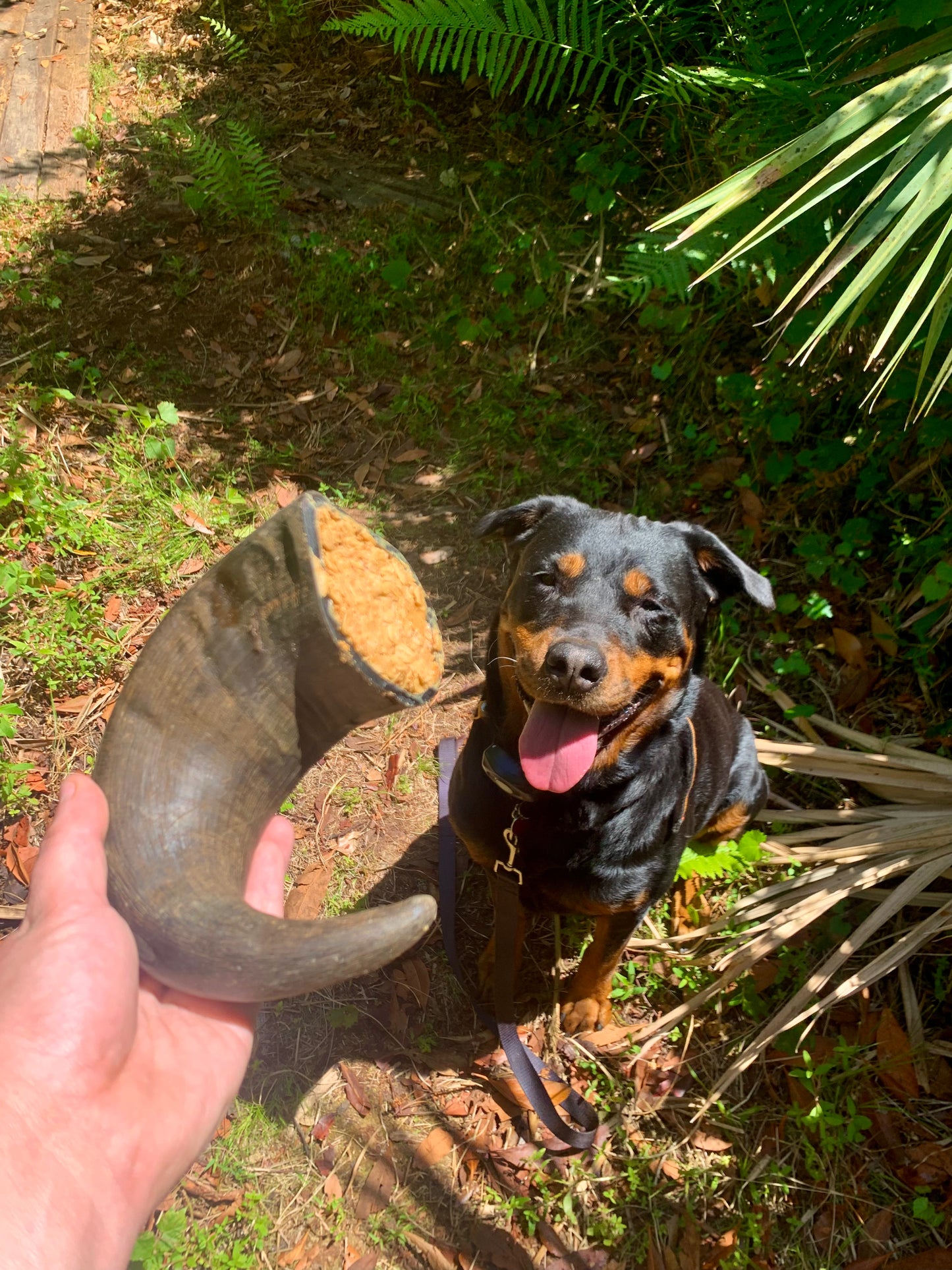Stuffed buffalo horn in hand