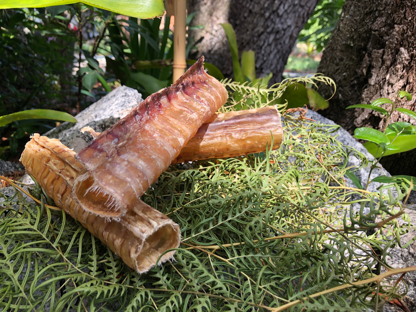 Premium beef windpipe chew for dogs - single-ingredient dental treat supports healthy teeth and gums