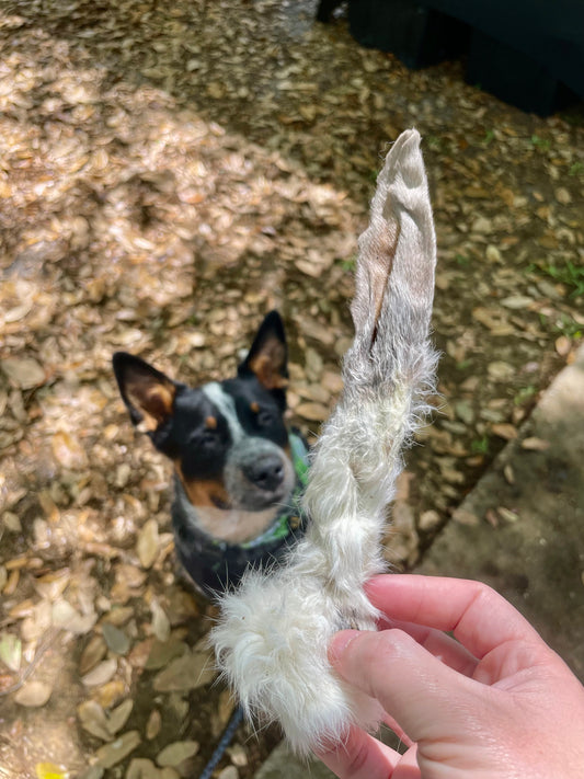 Rabbit Ear with Fur - Natural Digestive Aid & Dewormer