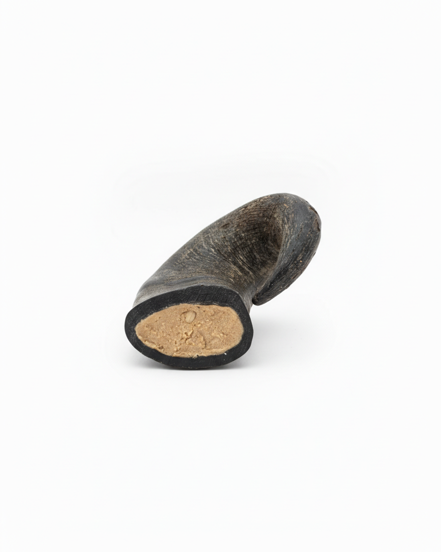 Peanut butter and oat stuffed buffalo horn on a white background